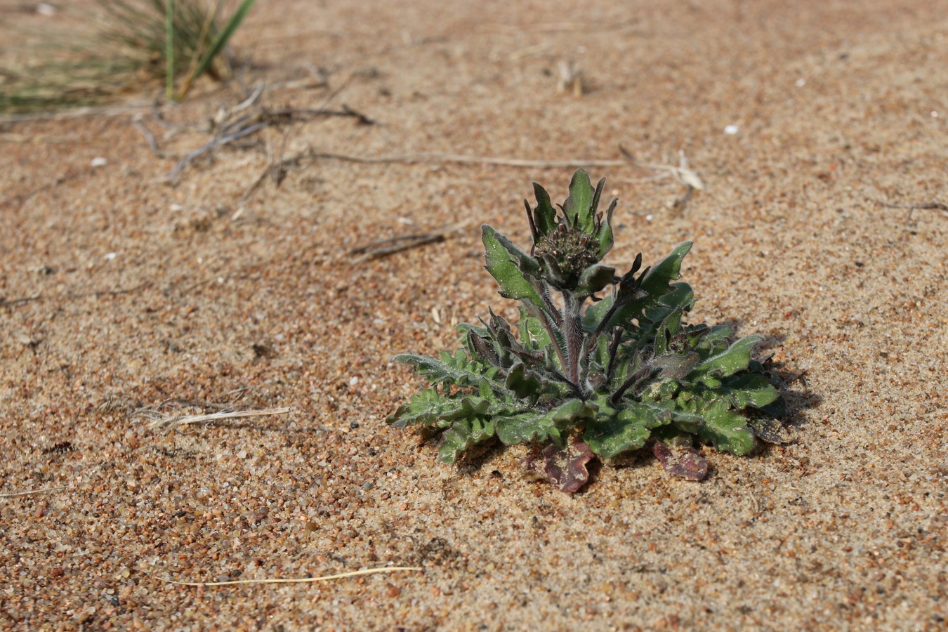 Изображение особи Arabidopsis arenosa.