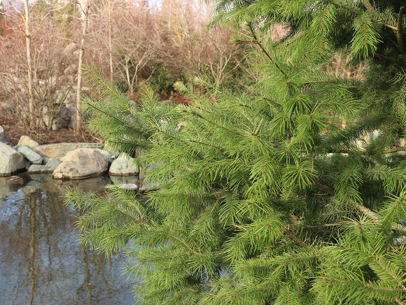 Image of Pseudotsuga menziesii specimen.