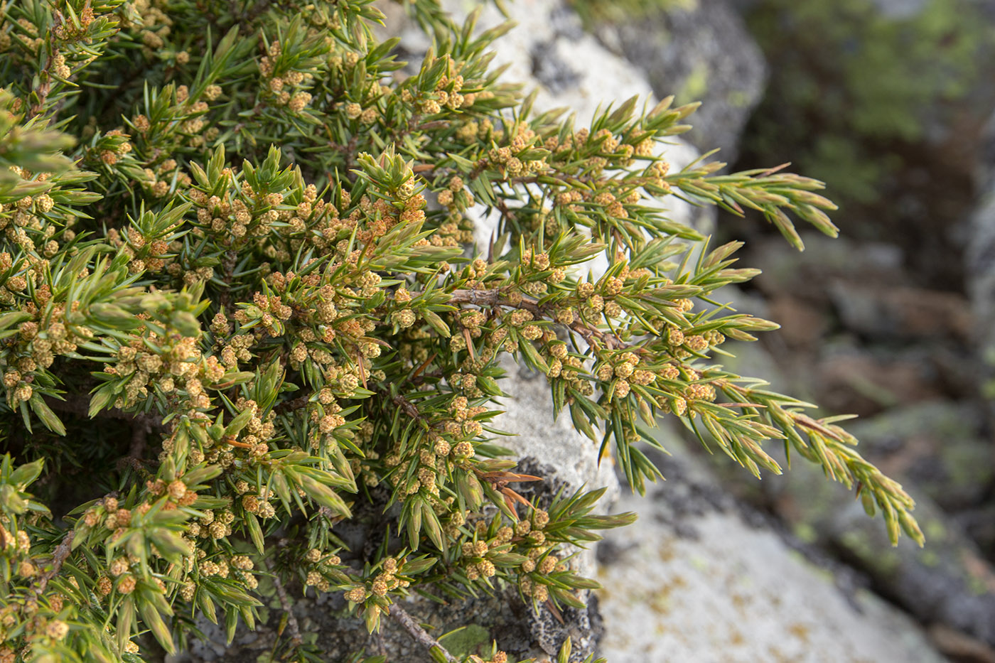 Изображение особи род Juniperus.