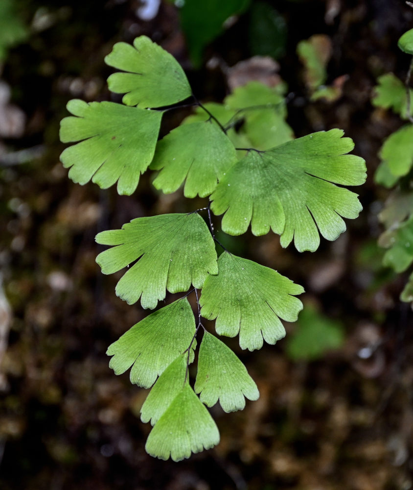 Изображение особи Adiantum capillus-veneris.