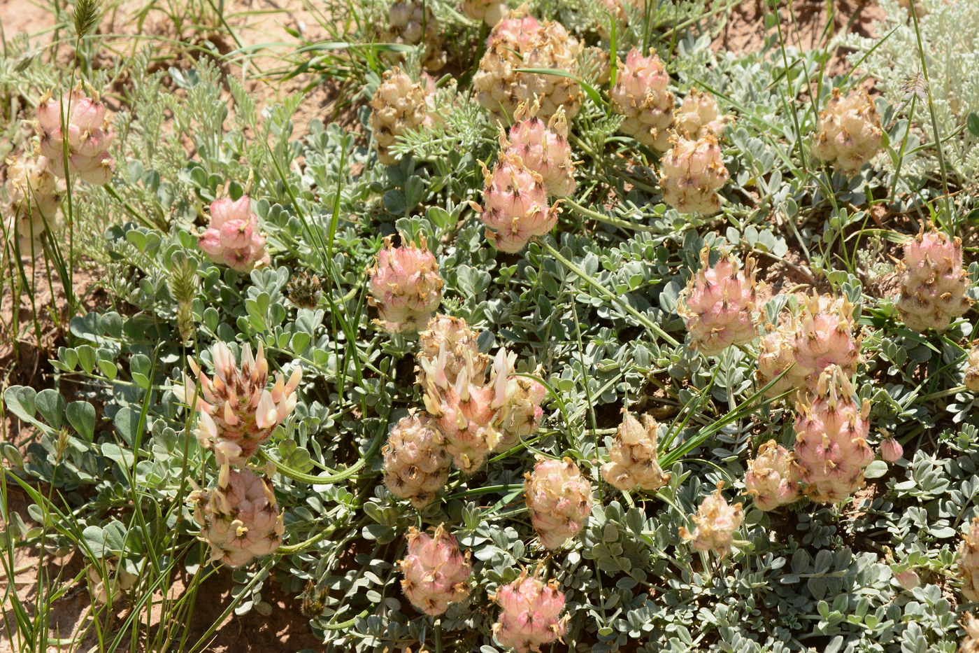 Image of genus Astragalus specimen.