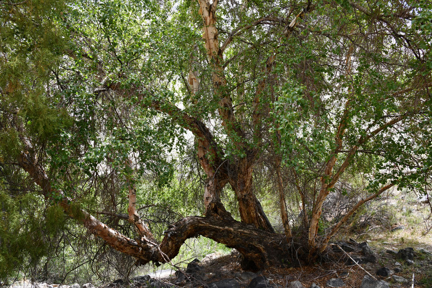 Image of Betula pamirica specimen.