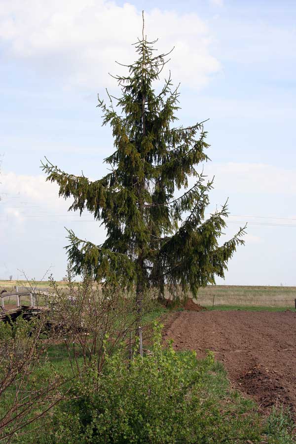 Image of Picea abies specimen.