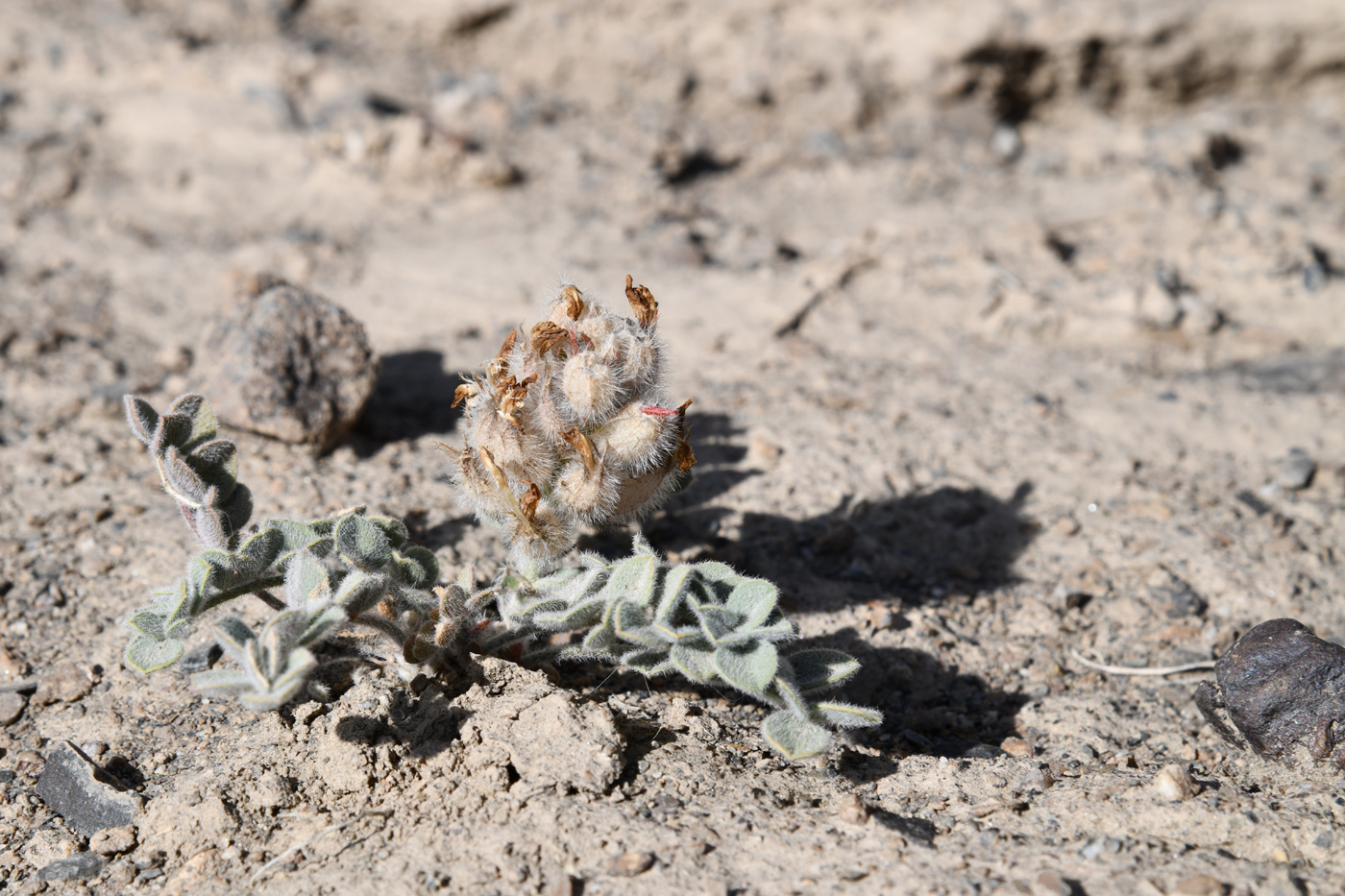 Изображение особи Astragalus breviscapus.