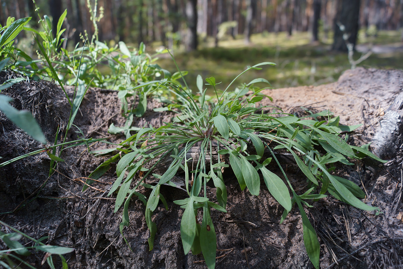 Изображение особи Rumex acetosella.