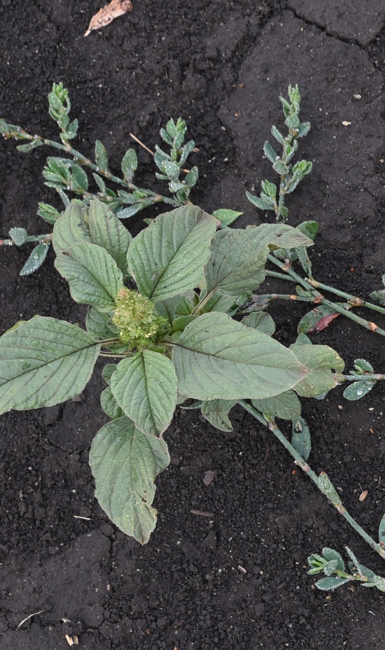 Image of Amaranthus retroflexus specimen.