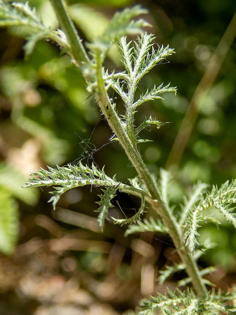 Изображение особи Anthemis monantha.