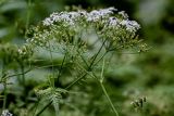 Anthriscus sylvestris. Верхушки побегов с соцветиями и созревающими соплодиями. Костромская обл., г. Кострома, устье р. Кострома, опушка смешанного леса. 29.06.2024.