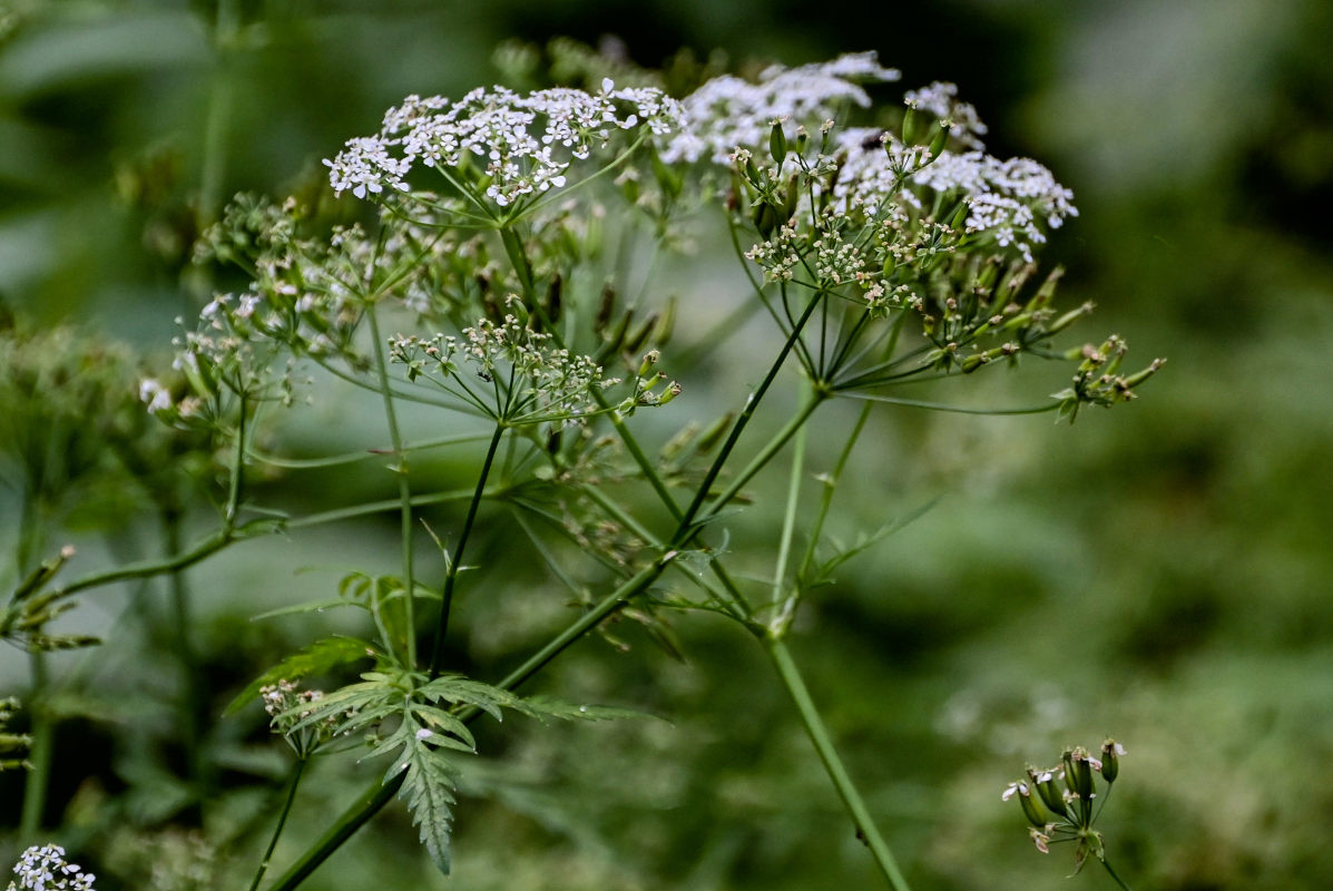 Изображение особи Anthriscus sylvestris.