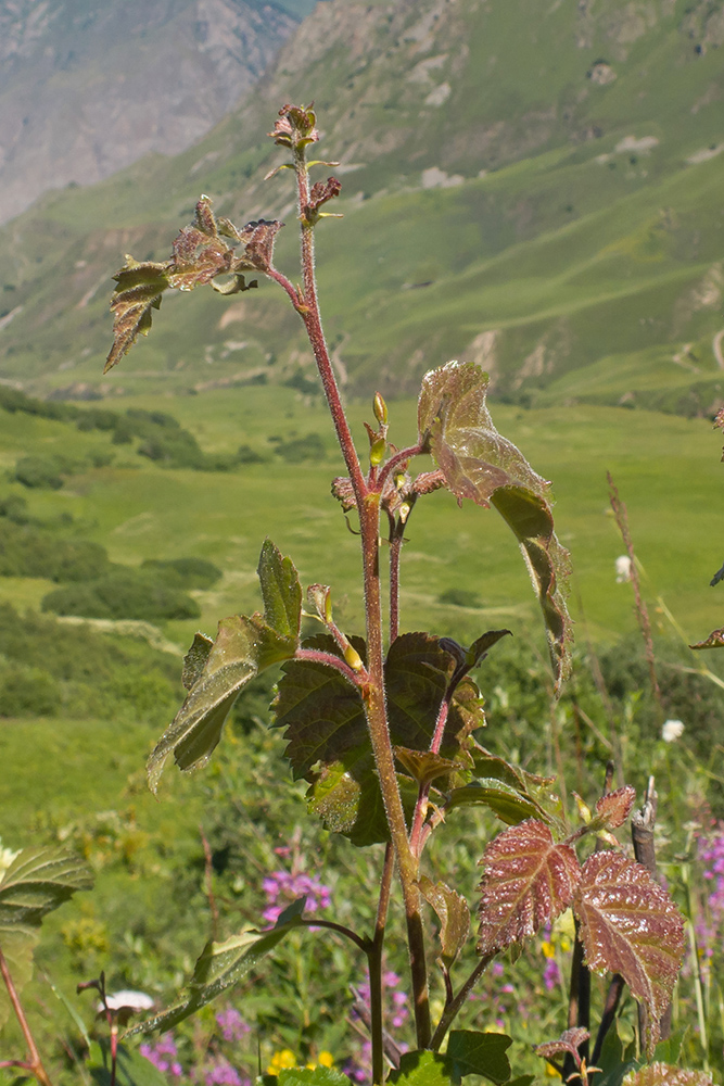 Image of Betula litwinowii specimen.