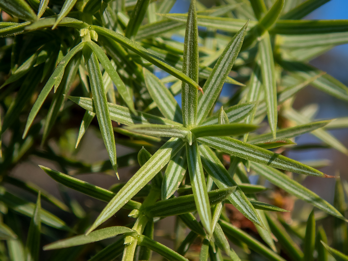 Изображение особи Juniperus deltoides.