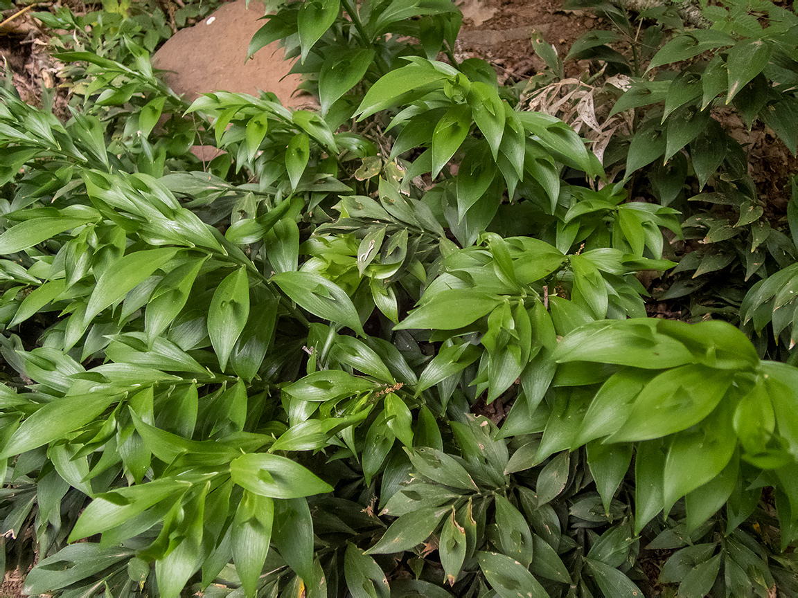 Изображение особи Ruscus hypoglossum.