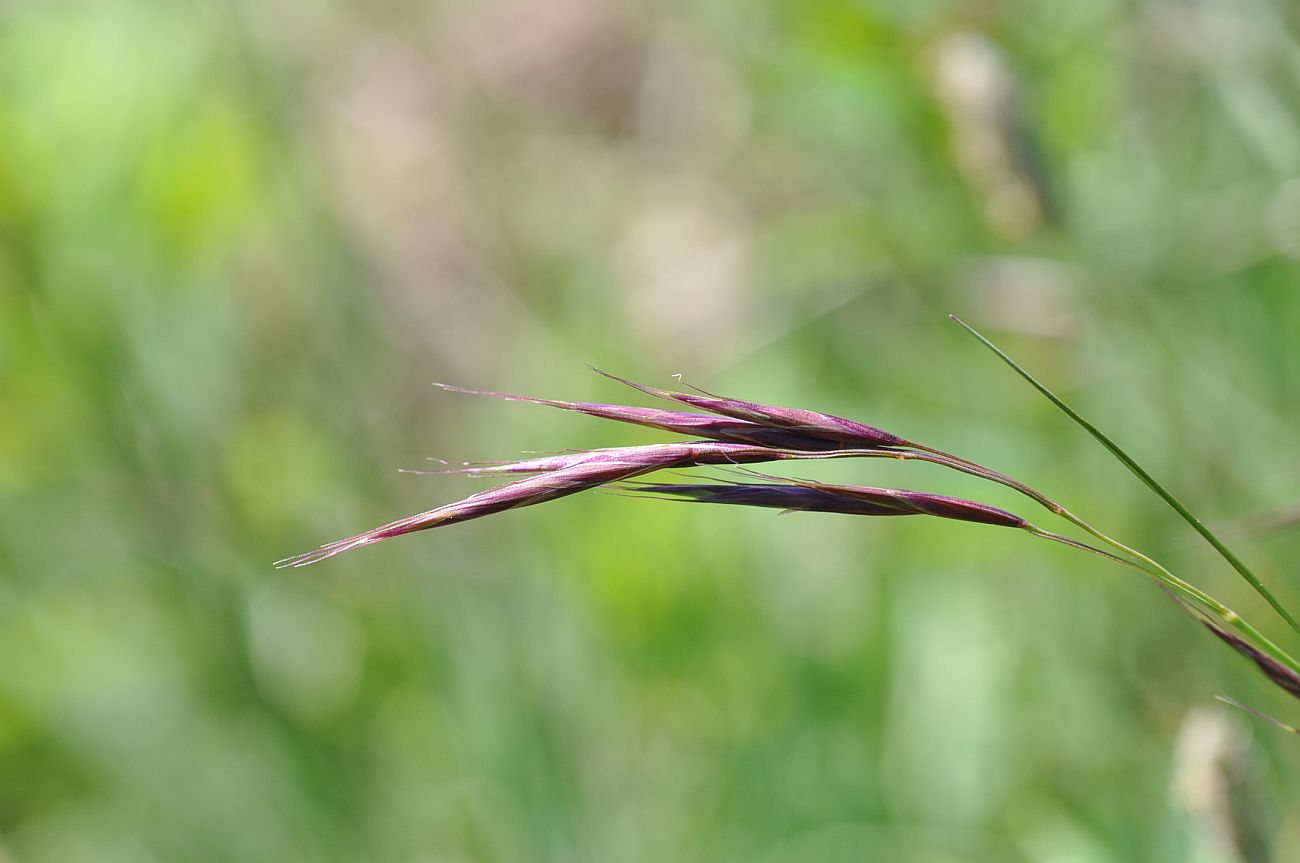 Image of Unknown species specimen.