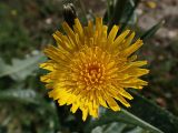 Sonchus arvensis