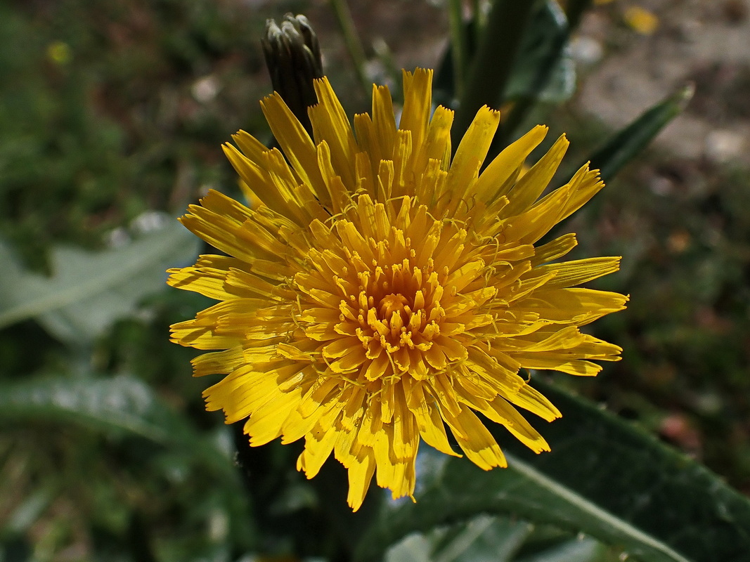 Image of Sonchus arvensis specimen.