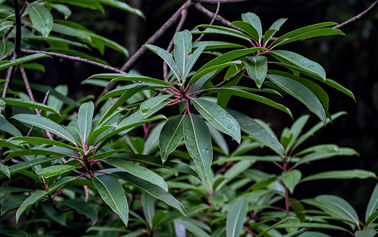 Изображение особи Daphniphyllum macropodum.