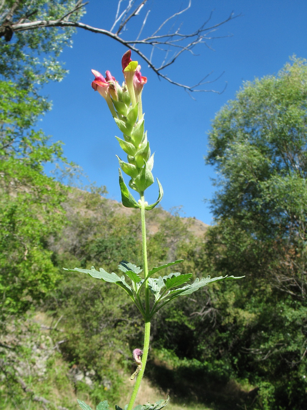 Изображение особи Scutellaria mesostegia.