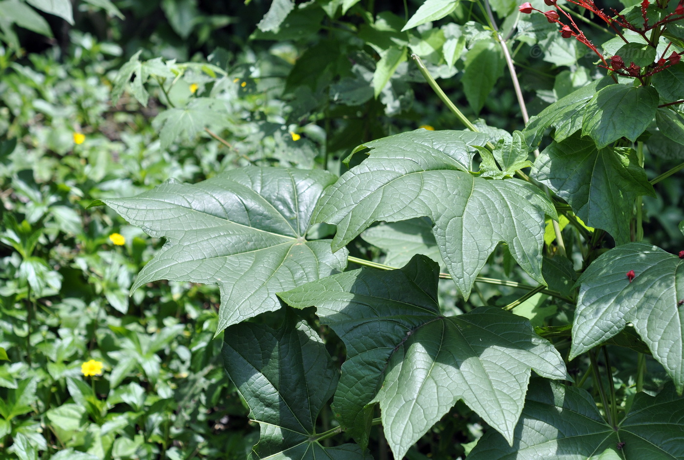 Изображение особи Clerodendrum paniculatum.