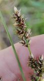 Carex diandra