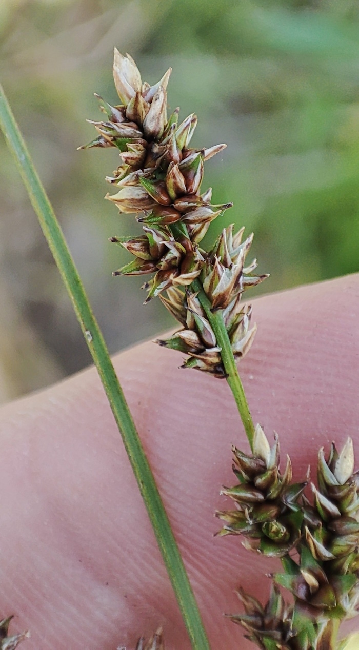 Изображение особи Carex diandra.