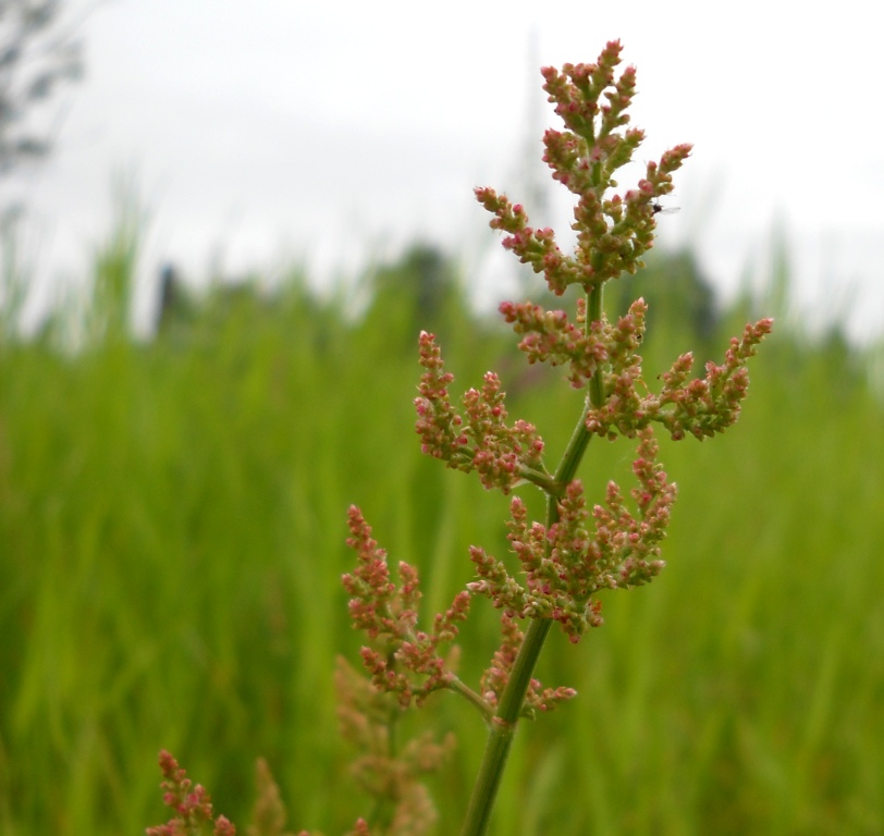 Image of Rumex thyrsiflorus specimen.