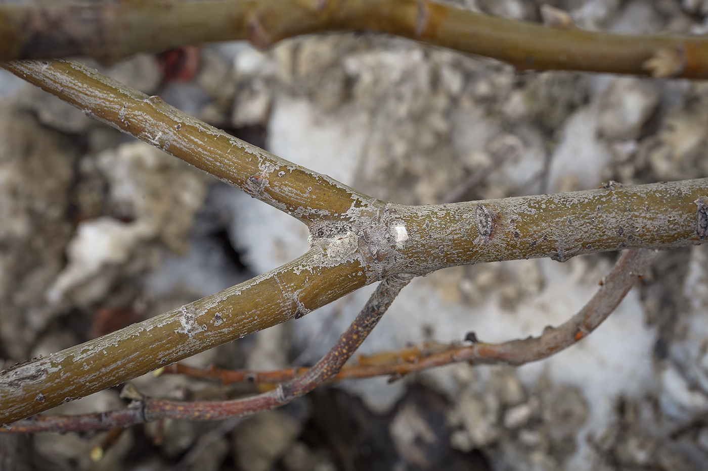 Image of genus Salix specimen.