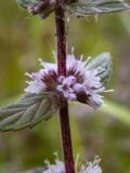Смотреть изображение Mentha × gracilis