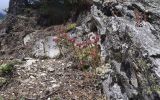 View full-size image Sempervivum arachnoideum
