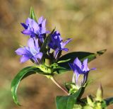 Смотреть изображение Gentiana scabra