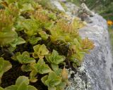 View full-size image Sedum oppositifolium