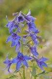 View full-size image Delphinium brachycentrum