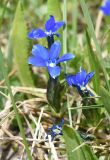 View full-size image Gentiana pontica