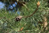 View full-size image genus Pinus