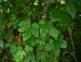 View full-size image Humulus lupulus