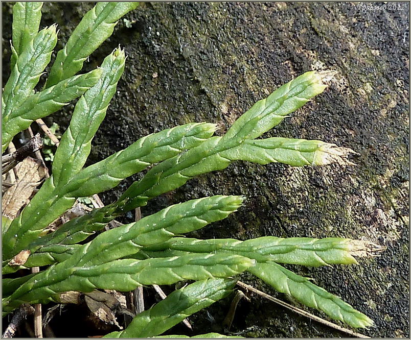 Image of Diphasiastrum complanatum specimen.