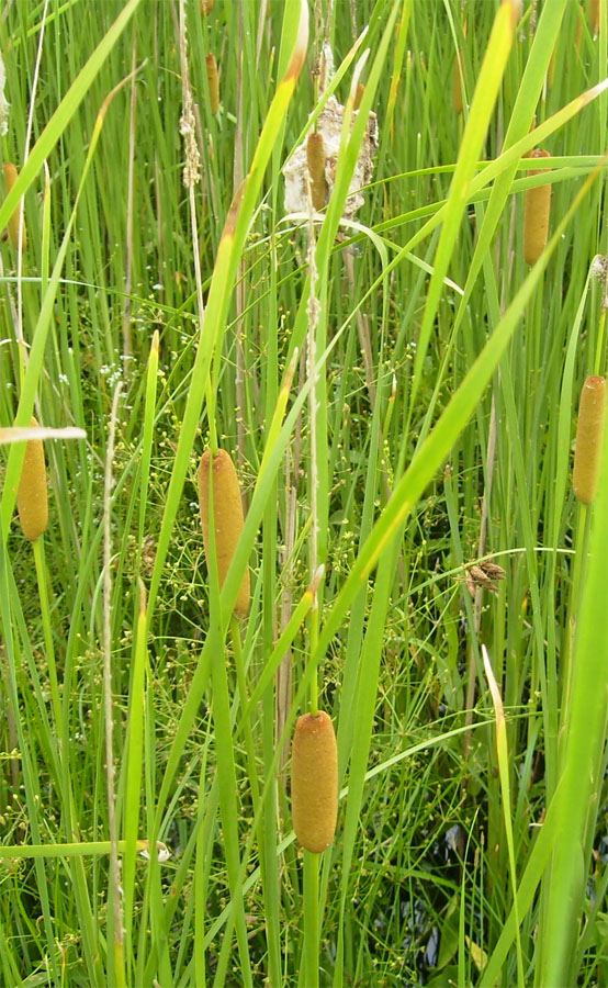 Image of Typha laxmannii specimen.