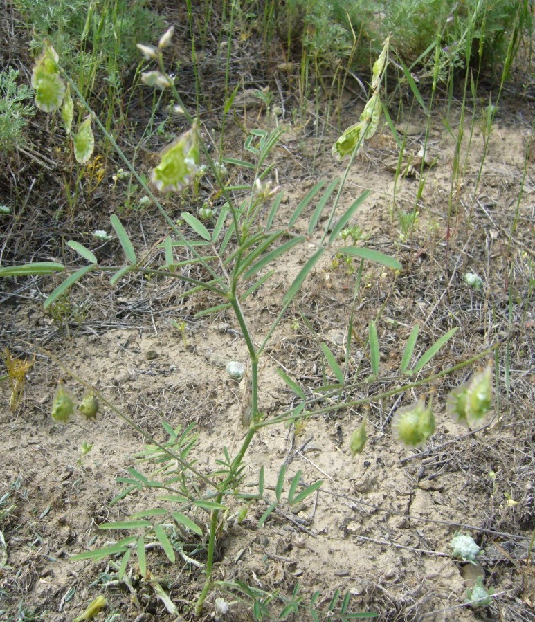 Image of Onobrychis sintenisii specimen.