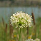 Allium flavescens