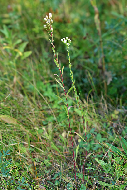 Image of Erigeron podolicus specimen.