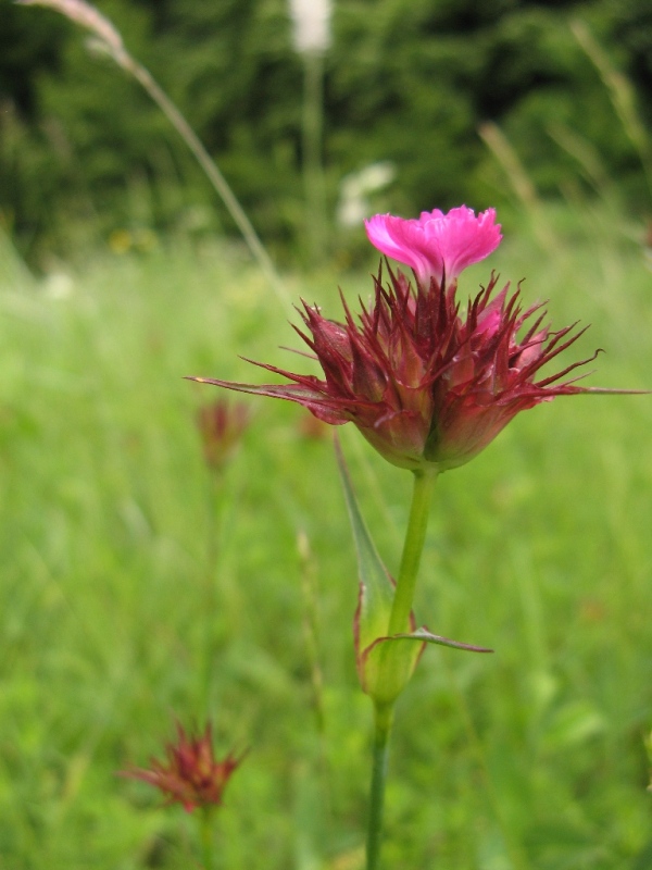 Image of Dianthus capitatus specimen.