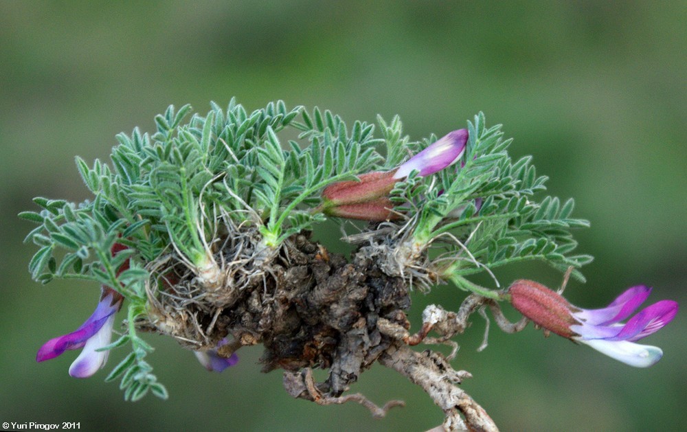 Image of Astragalus popovii specimen.