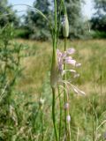 Allium paniculatum