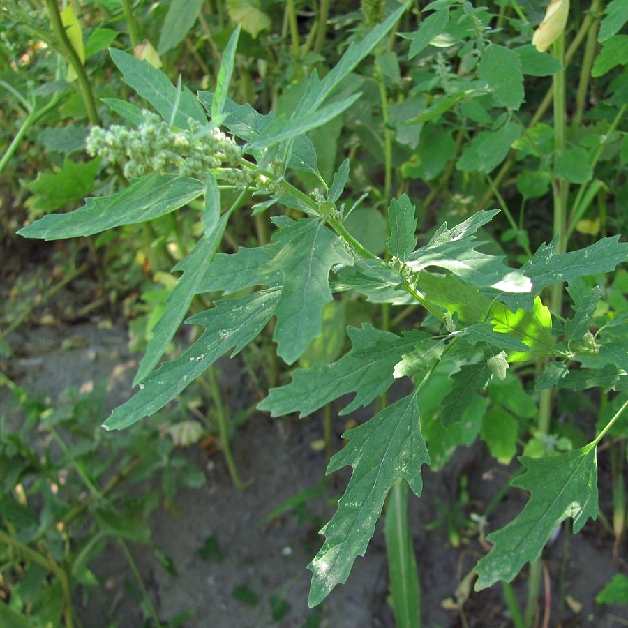 Изображение особи Chenopodium ficifolium.