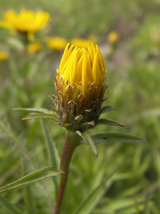 Image of Inula ensifolia specimen.