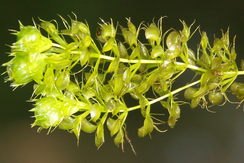 Image of Aldrovanda vesiculosa specimen.