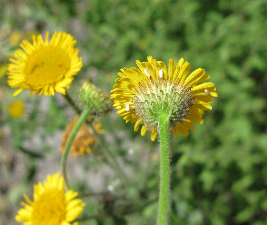 Image of Pulicaria dysenterica specimen.