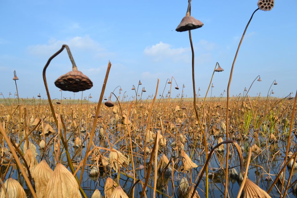 Image of Nelumbo caspica specimen.