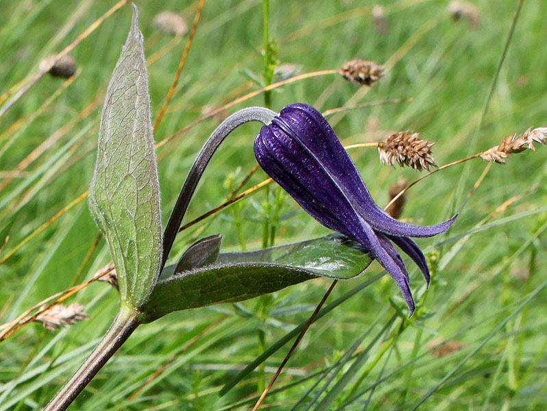 Изображение особи Clematis integrifolia.