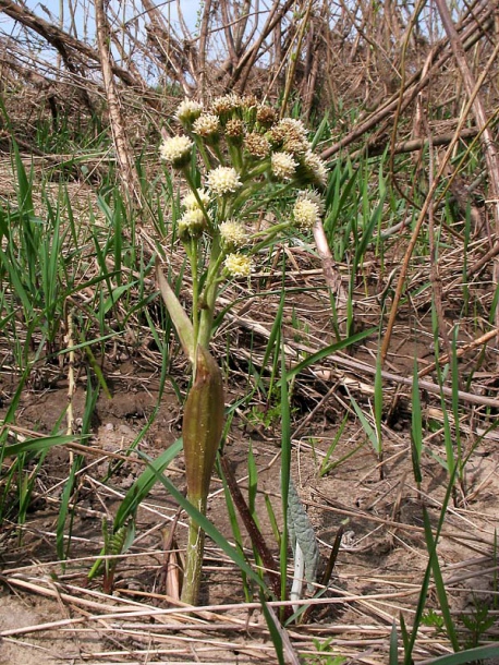 Изображение особи Petasites spurius.