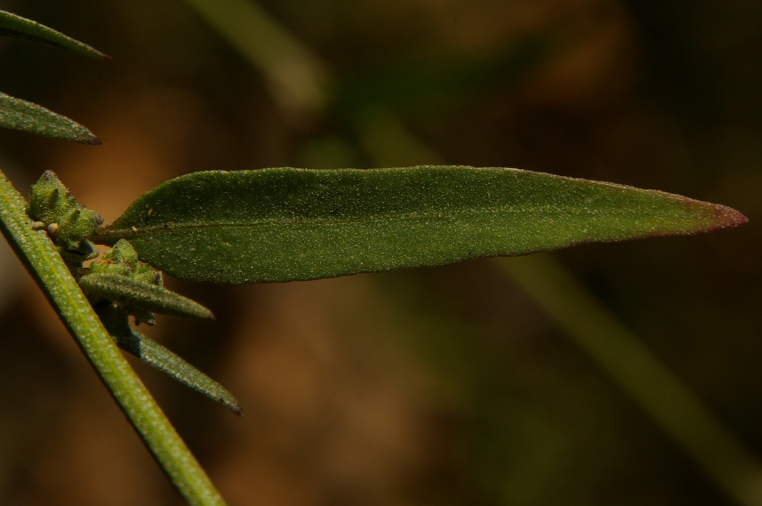 Image of Atriplex patula specimen.